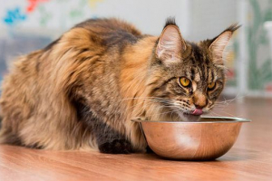 Niż karmienie maine coon - pełne wymaganie diety dla kotów Niż karmienie maine coon - pełne wymaganie diety dla kotów